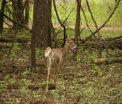 FortSnelling 2014 05 24 011